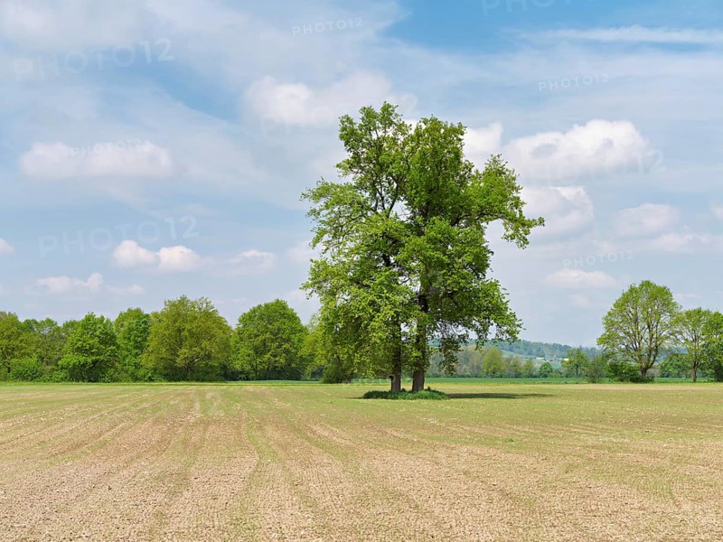 A group of English oaks (Quercus robur), standing in a field during leaf emergence, Siebeneichen nature reserve, Freiamt, Canton Aargau, Switzerland