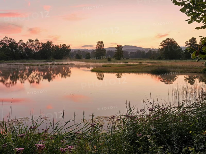 Morning atmosphere at a pond in the Schoren nature reserve, Mühlau, Freiamt, Canton Aargau, Switzerland