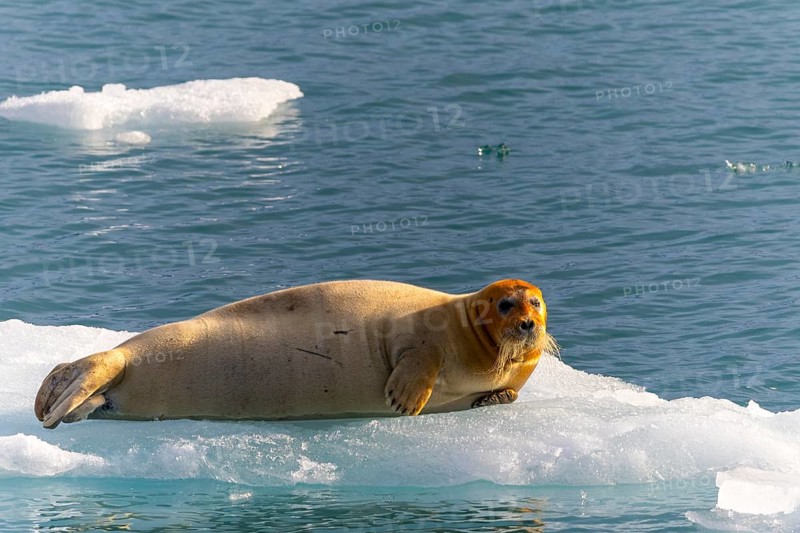 Bearded seal (Erignathus barbatus) on an ice floe, Lillienhöökbreen, Spitsbergen