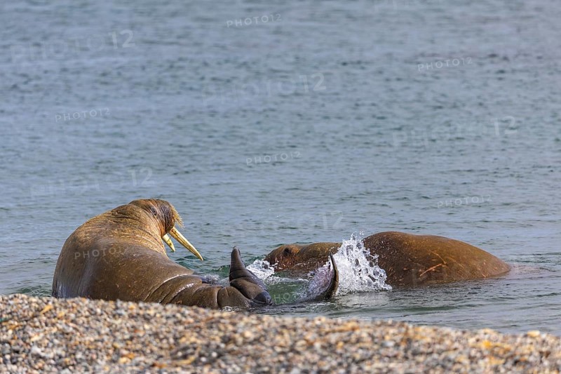 Two walruses (Rosmarus arcticus) in the water, Mammals (Mammalia), Eolusneset, Spitsbergen, Svalbard