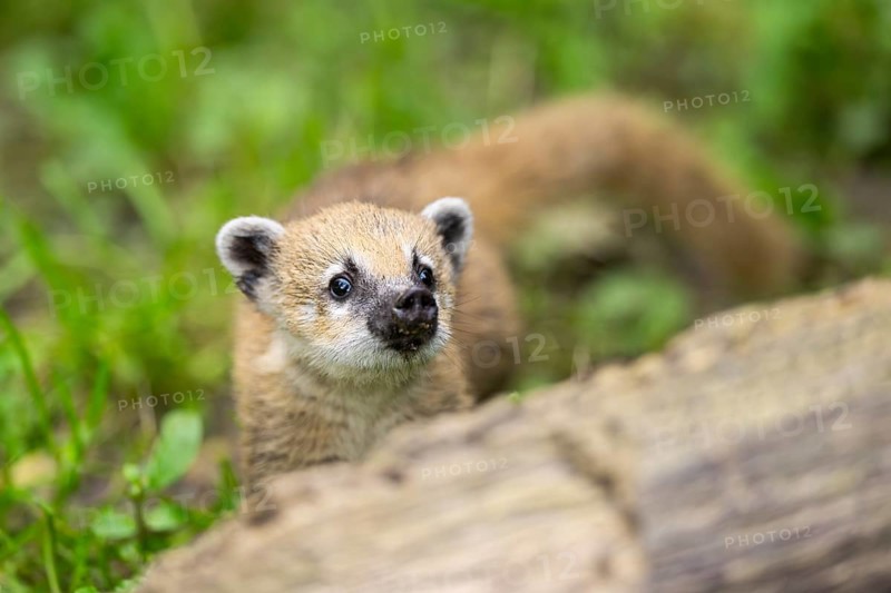 South American coati (Nasua nasua) youngster standing on the ground, captive, Zoo Augsburg