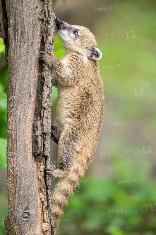 South American coati (Nasua nasua) youngster klimbing a little tree, captive, Zoo Augsburg