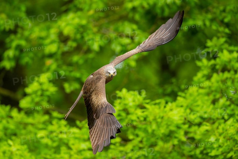 Black kite (Milvus migrans) flying in a forest in early summer, Bavaria, Germany