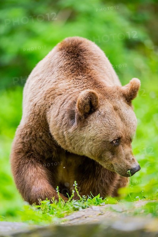 Brown bear (Ursus arctos) walking on a meadow, Bavaria, Germany