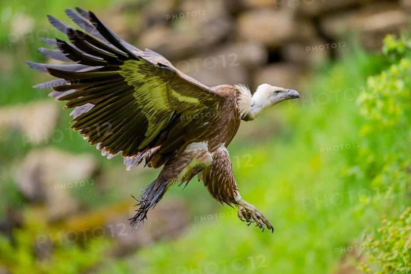 Eurasian griffon vulture (Gyps fulvus) flying, Bavaria, Germany