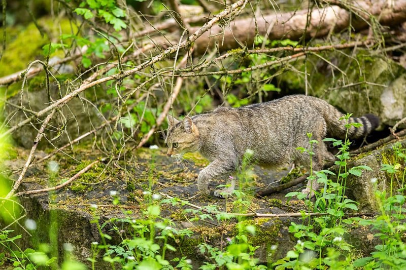 European wildcat (Felis silvestris) on a rock, Bavaria, Germany