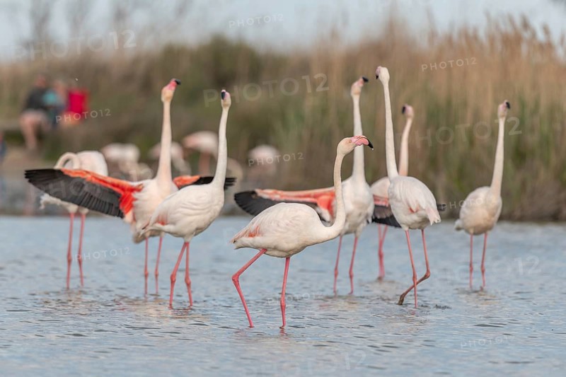 A flamingo opens its wings and highlights its magnificent plumage. The scene captures the essence of the wild in serene surroundings. Saintes Maries de la Mer, Arles, Bouches du Rhone, Provence Alpes Cote d'Azur, France