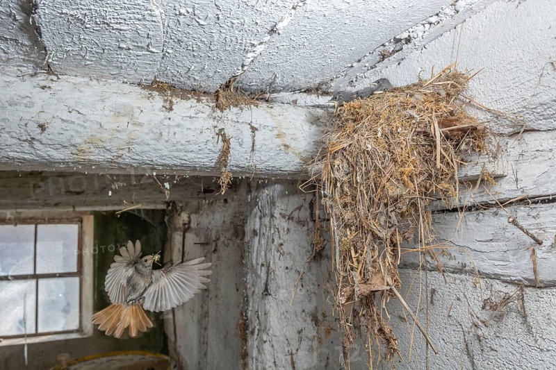 Black redshank (Phoenicurus ochruros) in flight to feed its chicks in the nest in an old barn. Bas rhin, Alsace, grand est, France