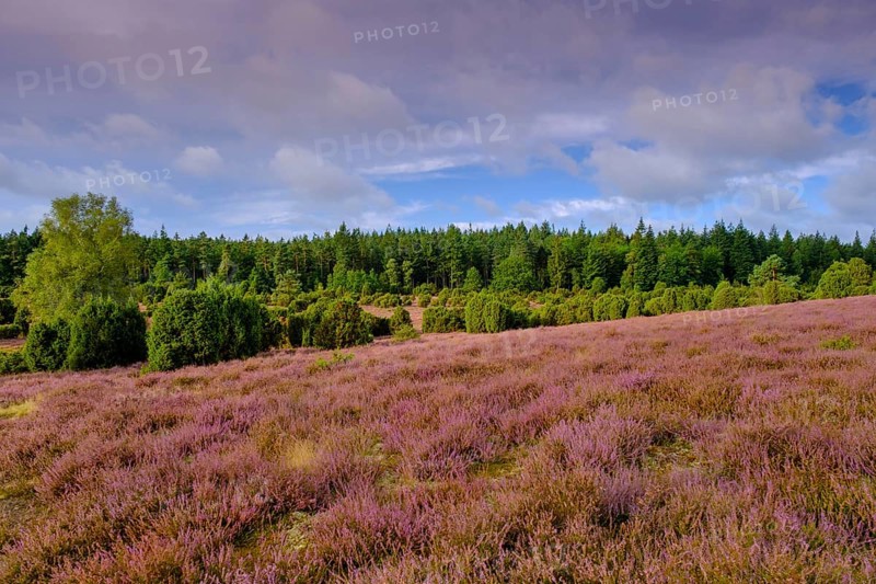 Ellerndorfer Heide, broom heather blossom, Südheide, Lüneburg Heath, near Eimke, Lower Saxony, Germany