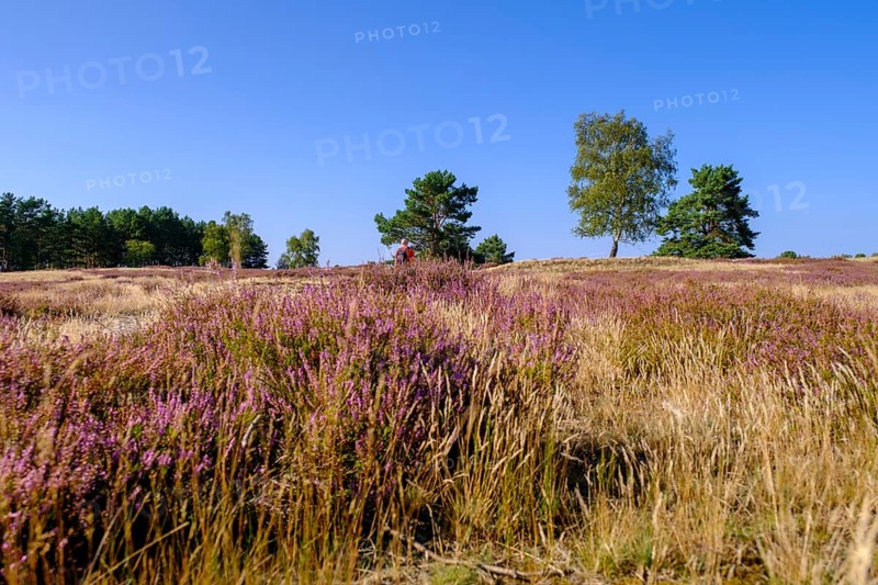 Broom heather blossom, Nemitzer Heide, Wendland-Elbe nature park Park, Lower Saxony, Germany