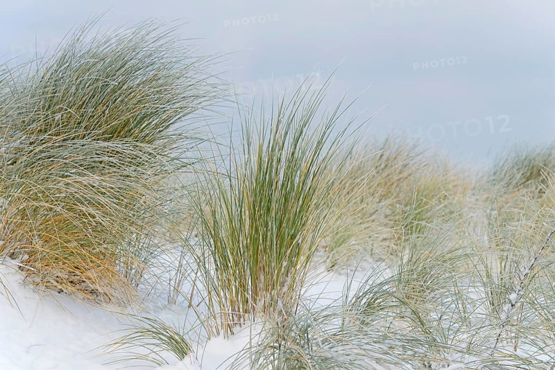 Marram grass (Ammophila arenaria) in the snow-covered dune landscape of Norddeich, North Sea, Lower Saxony, Germany