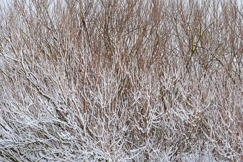 Winter day, onset of winter, snow lies on the bushes in the dune landscape of Norddeich, North Sea, Lower Saxony, Germany