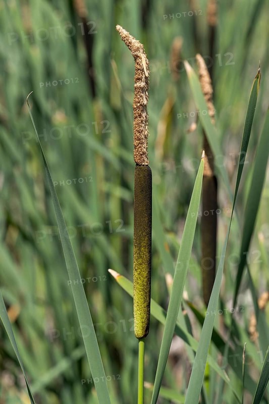 Cattail (Typha) at a pond, aquatic plant and marsh plant, single plant and leaves, North Rhine-Westphalia, Germany