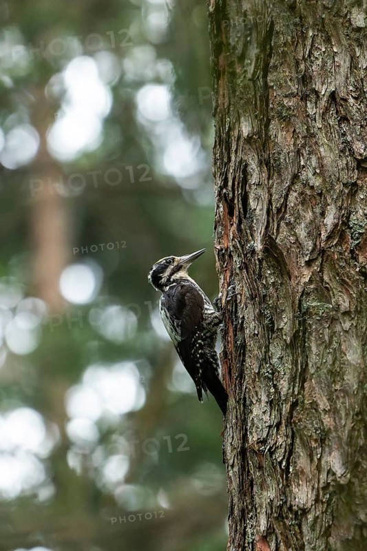 Three-toed woodpecker foraging in the Bavarian Alps