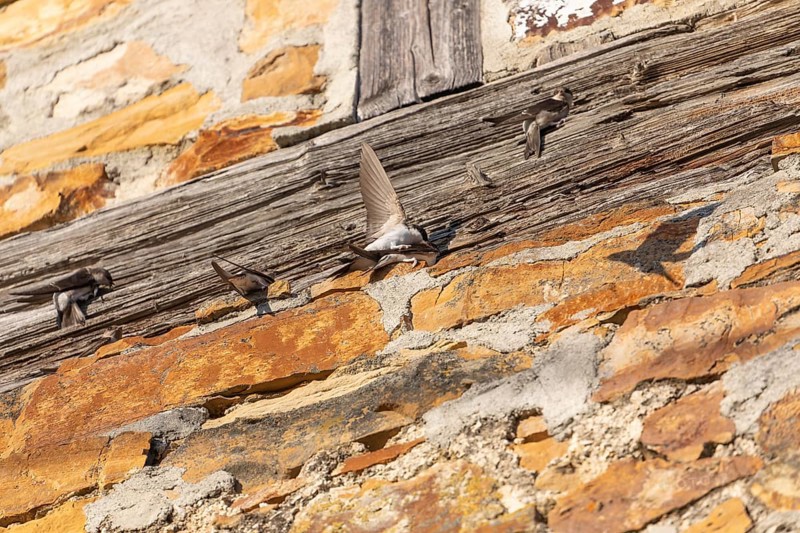 House martins fly lively in front of old house facade