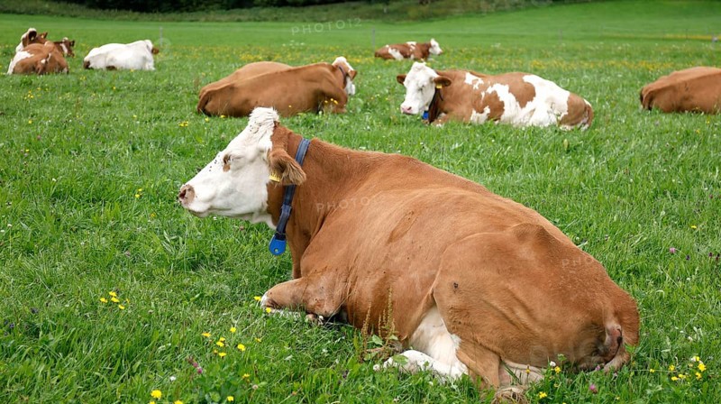Cows lying in a meadow in the Allgäu, Pfronten, 30.07.2025