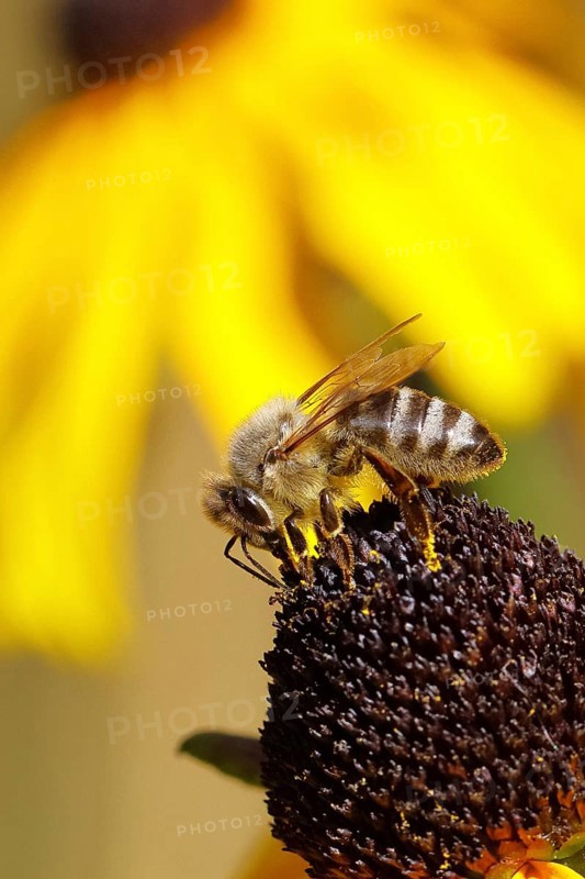 European honey bee (Apis mellifera), collecting nectar from a yellow coneflower (Echinacea paradoxa), macro photograph, Wilnsdorf, North Rhine-Westphalia, Germany