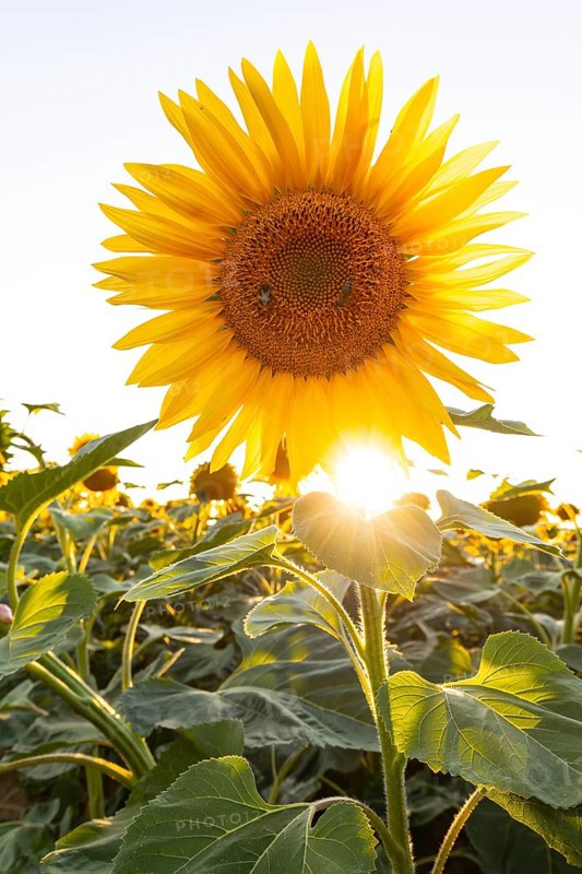 Radiant sunflower in the evening light with sun star