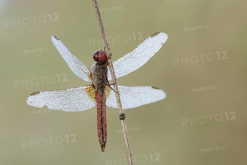 Scarlet Dragonfly (Crocothemis erythraea), male with dewdrops, North Rhine-Westphalia, Germany