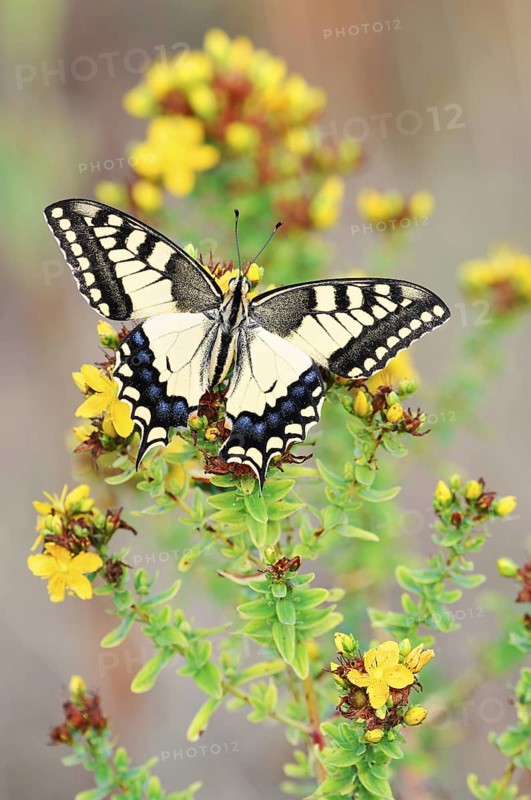 Swallowtail (Papilio machaon), North Rhine-Westphalia, Germany