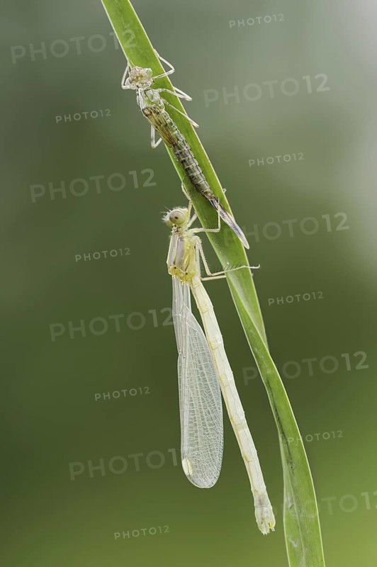 Willow Emerald Damselfly (Chalcolestes viridis) freshly hatched dragonfly and exuvia, North Rhine-Westphalia, Germany