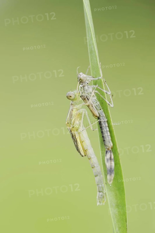 Willow Emerald Damselfly (Chalcolestes viridis) freshly hatched dragonfly hanging from its exuvia, North Rhine-Westphalia, Germany