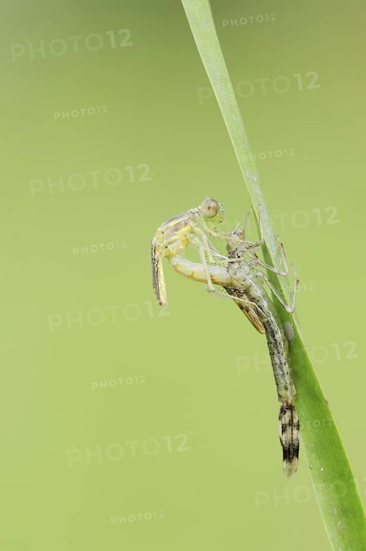 Willow Emerald Damselfly (Chalcolestes viridis) hatching, hatching, larva, dragonfly larva, North Rhine-Westphalia, Germany