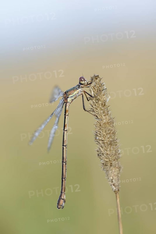 Willow Emerald Damselfly (Chalcolestes viridis), female, North Rhine-Westphalia, Germany