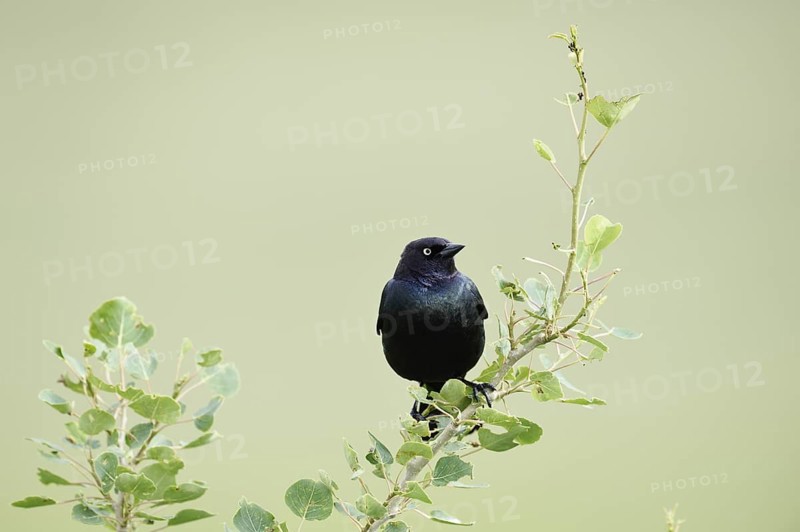 Purple Blackbird (Euphagus cyanocephalus), male, Waterton Lakes National Park, Alberta, Canada