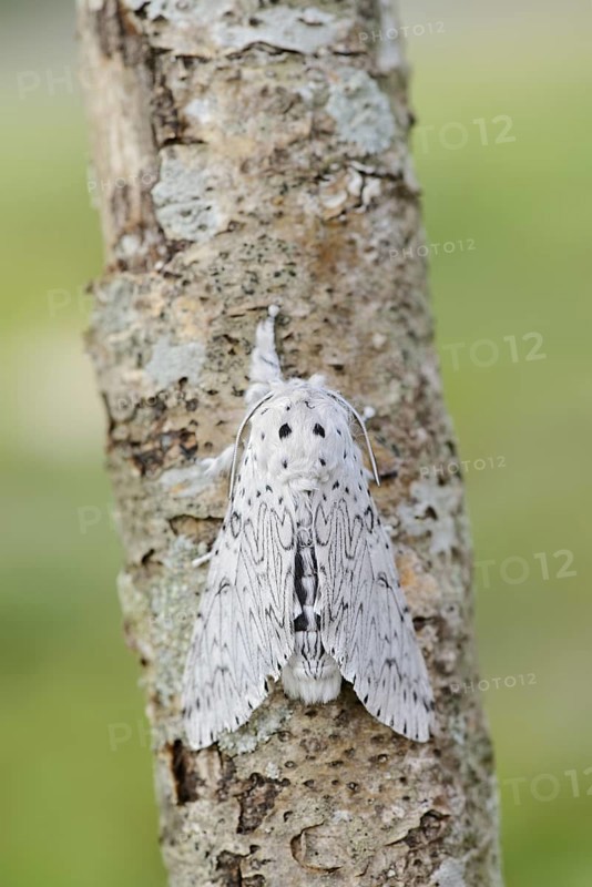 Cerura erminea or ermine moth (Cerura erminea), France
