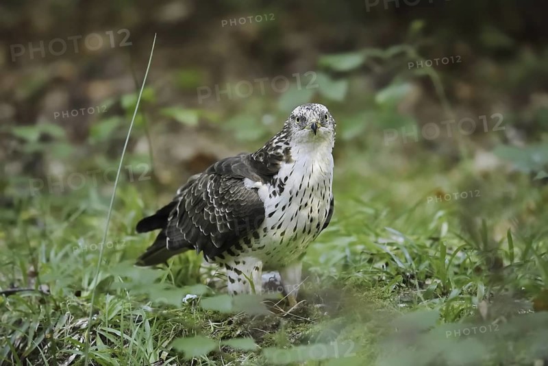 Honey buzzard (Pernis apivorus), North Rhine-Westphalia, Germany