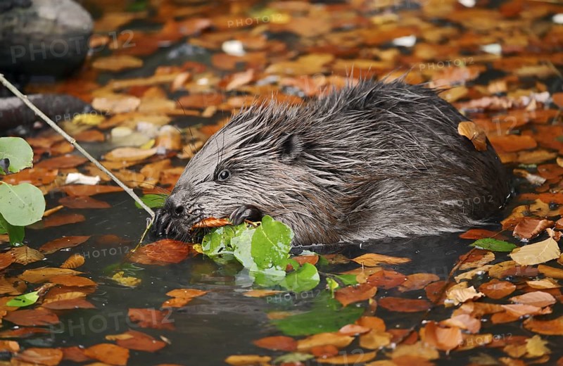 European beaver (Castor fiber), young animal feeding on a branch in the water, autumn, North Rhine-Westphalia, Germany