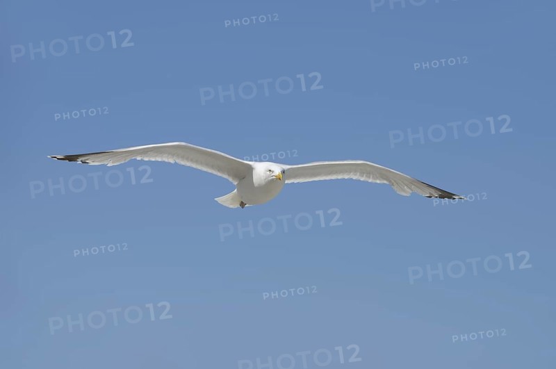 Herring Gull (Larus argentatus) in flight, Normandy, France