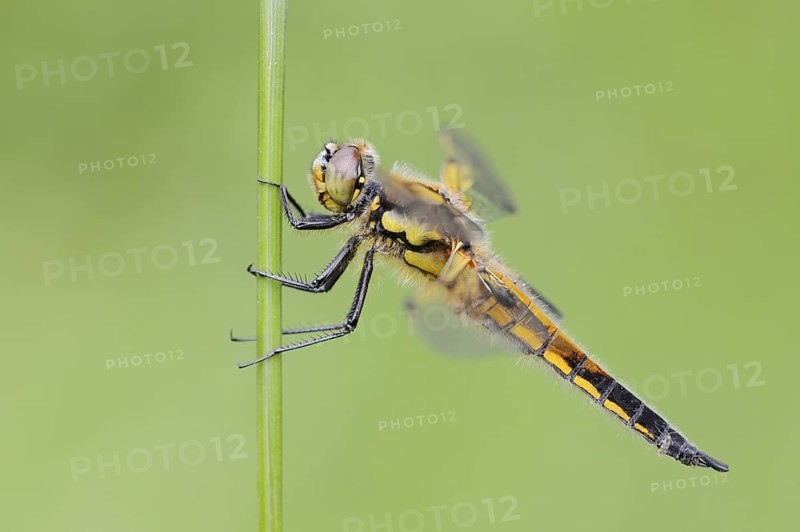 Four-spotted dragonfly (Libellula quadrimaculata), female, North Rhine-Westphalia, Germany