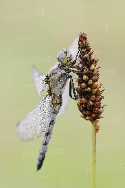 Black-tailed Skimmer (Orthetrum cancellatum), female with dewdrops, North Rhine-Westphalia, Germany