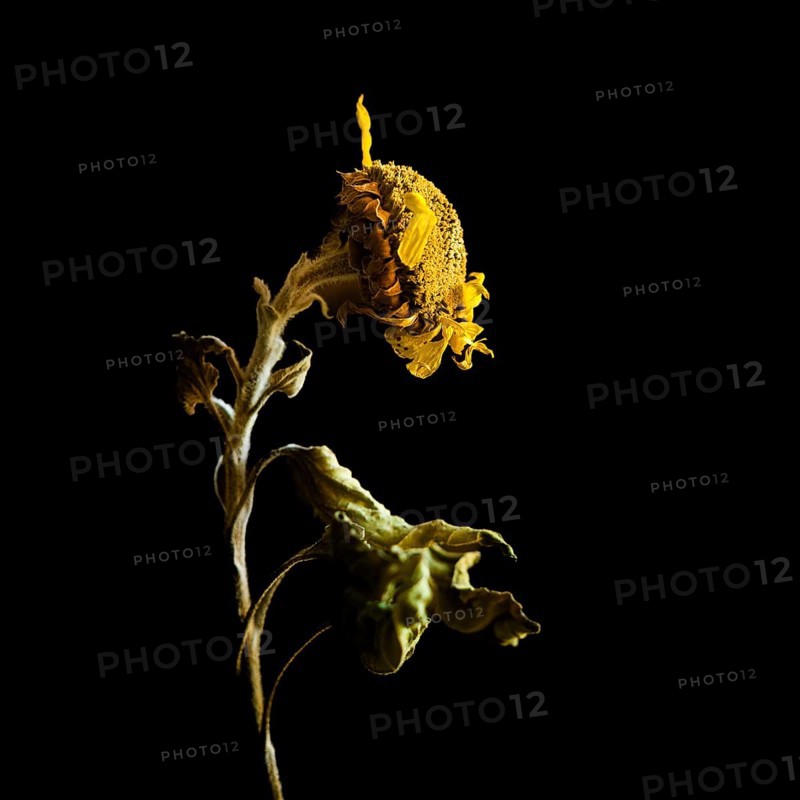 Dried sunflower reveals intricate details against dark background highlighting beauty of decay