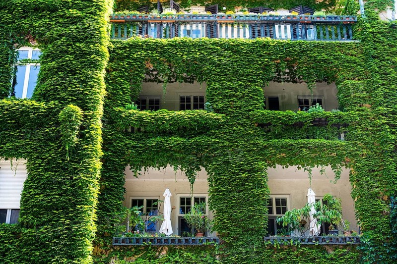An ivy-covered façade of an apartment block in Bratislava, Slovakia