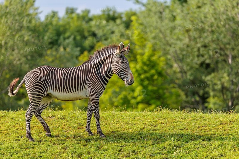 A Grévy's zebra (Equus grevyi) stands in a green meadow. Botswana
