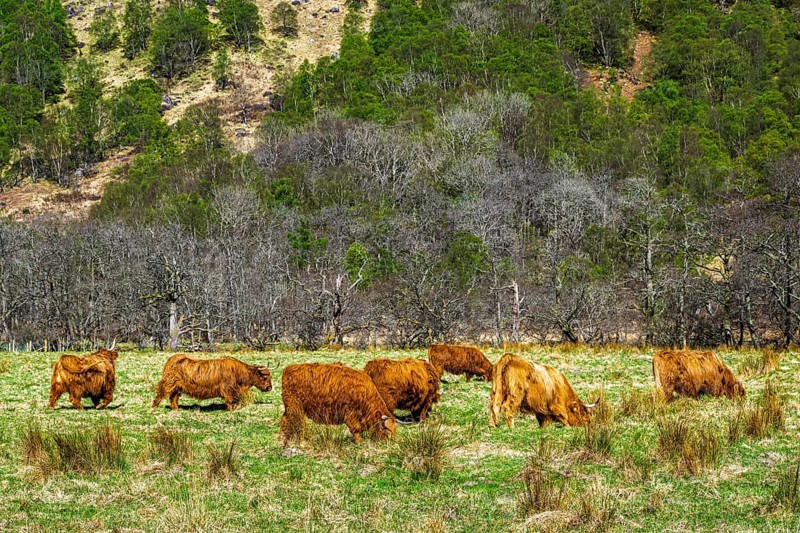 Highland Cattle, Scottish breed of rustic cattle, Highland, Scotland, UK