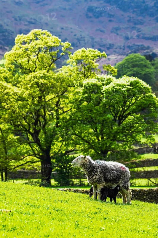 Sheep and farm in Lake District National Park, Coniston Water, Cumbria, England, United Kingdom