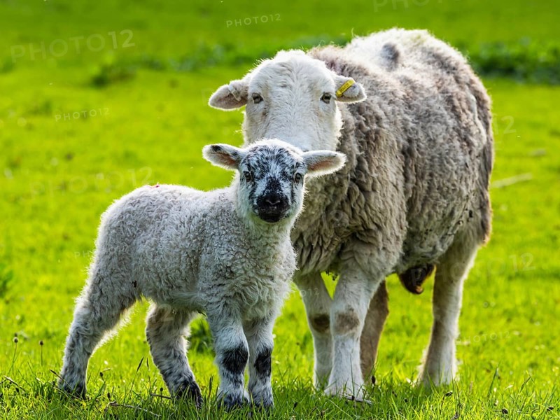 Sheep and farm in Lake District National Park, Coniston Water, Cumbria, England, United Kingdom