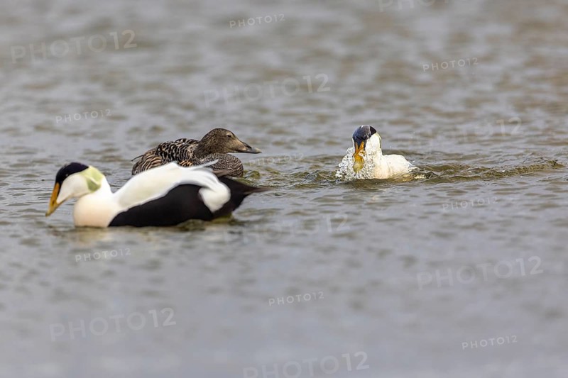 Eider duck (Somateria mollissima), hen with drake during mating behaviour, duck birds (Anatidae), Aventdalen, Longyearbyen, Spitsbergen, Svalbard