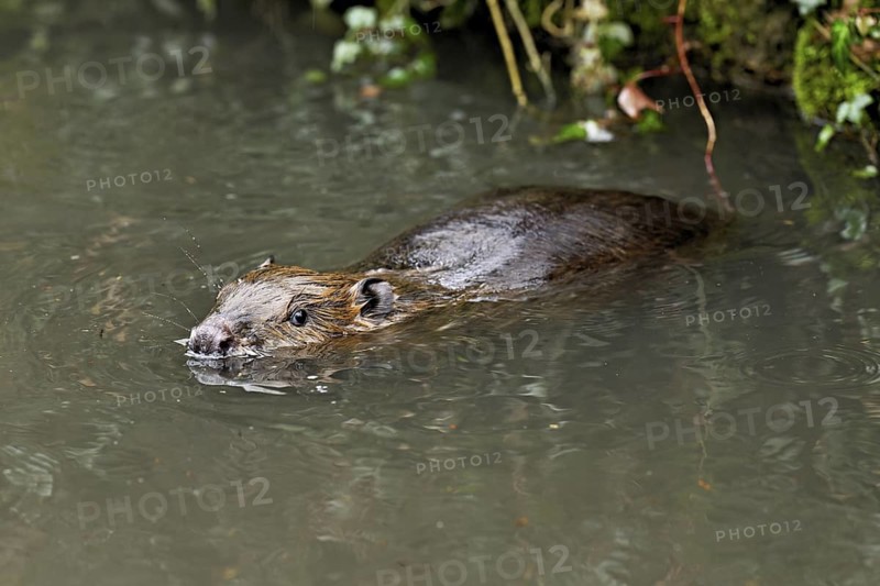 Eurasian beaver, European beaver (Castor fibre), swimming in a stream, Canton Zug, Switzerland