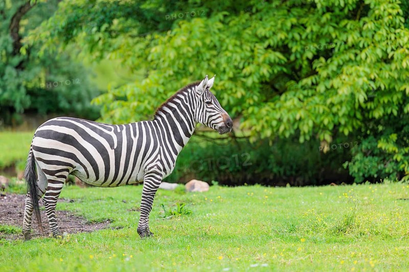 A Grant's zebra (Equus quagga boehmi) stands in a green meadow. Kenya