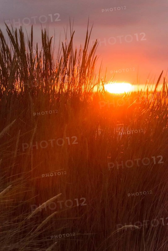 Intense red sunlight shimmers through tall grasses and creates a warm atmosphere, European Marram Grass (Ammophila arenaria (L.) Link, Syn.: Calamagrostis arenaria (L.) Roth), also known as common marram grass, sand reed, sand stem, sea oat, tall stalks with inflorescences in front of a peaceful, warm, colourful sunset in orange and gold on the horizon, last rays of the sun through a gap in the dark, grey cloud cover, Insel Düne, Helgoland, Schleswig-Holstein, North Sea, Germany