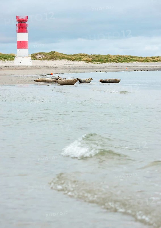 Several harbour seals (Phoca vitulina), seals, resting at low tide at the edge of the water, shore, sandy beach in front of the red and white striped lighthouse Helgoland Düne (rear light), small waves wash on the deserted, bright beach, calm sea in the evening, in the background white dunes, sand dunes with vegetation, little surf, overcast sky, nobody, maritime landscape, island Düne, Helgoland, Schleswig-Holstein, North Sea, Germany