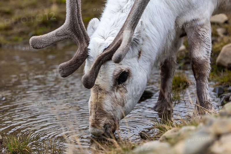 Portrait of a Spitsbergen roe deer (Rangifer tarandus platyrhynchus), Mammals (Mammalia), Longyearbyen, Spitsbergen, Svalbard