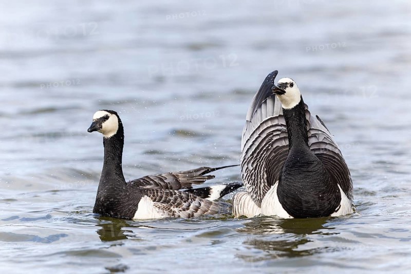 White-fronted Goose (Branta leucopsis), Geese (Anseriformes), Mating in the water, Aventdalen, Longyearbyen, Spitsbergen, Svalbard