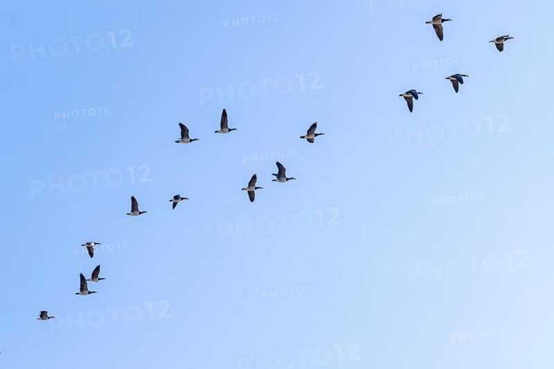 Geese gather by the sea, North Sea, Keitum, Sylt, Schleswig-Holstein