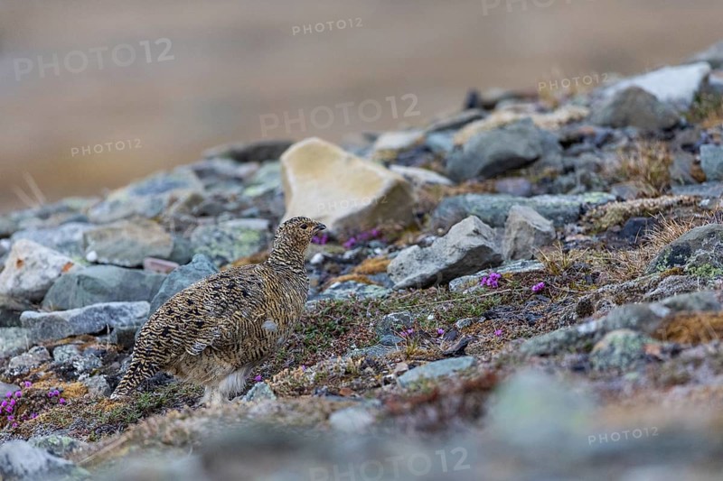 Ptarmigan (Lagopus), hen, hen birds (Galliformes), Longyearbyen, Svalbard, Spitsbergen